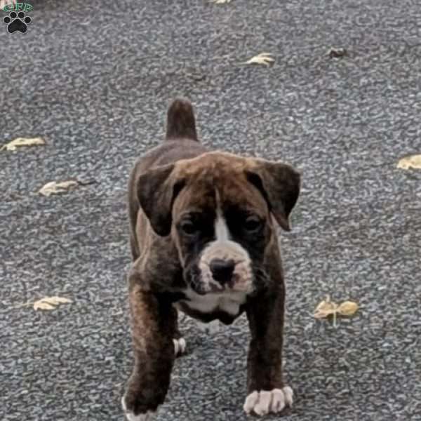 Pepsi, Boxer Puppy